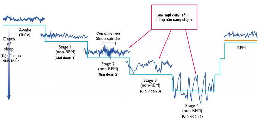 Chu Kỳ Của Giấc Ngủ 