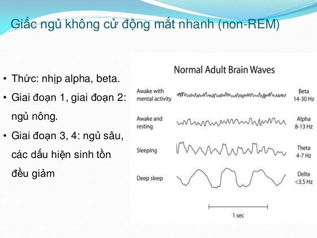 Chu Kỳ Của Giấc Ngủ 