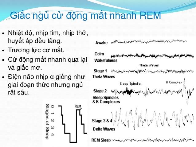 Chu Kỳ Của Giấc Ngủ 