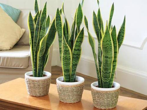 6 Loại Cây Đặt Trong Phòng Ngủ Giúp Bạn Ngủ Ngon